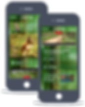 create app online